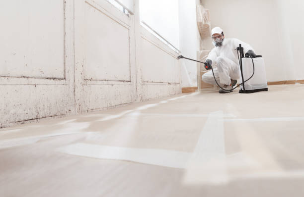 Black mold remediation team in Hines